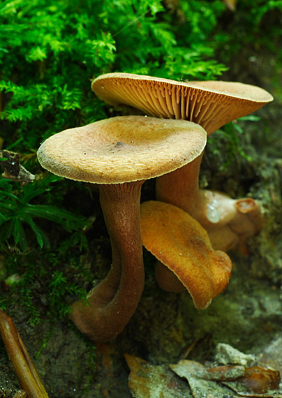 rýdzik Lactarius sp.