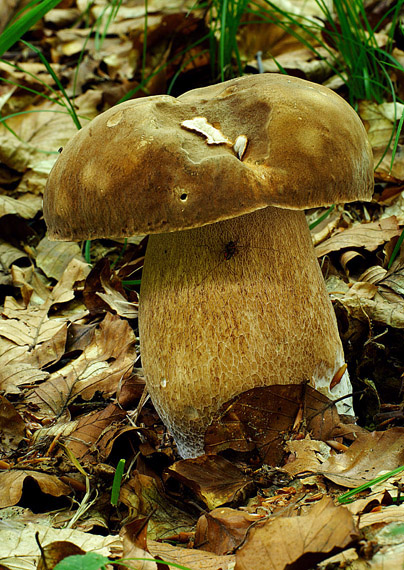 hríb dubový Boletus reticulatus Schaeff.