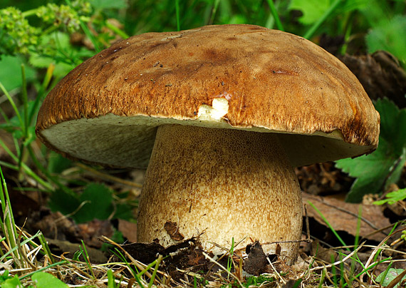 hríb dubový Boletus reticulatus Schaeff.