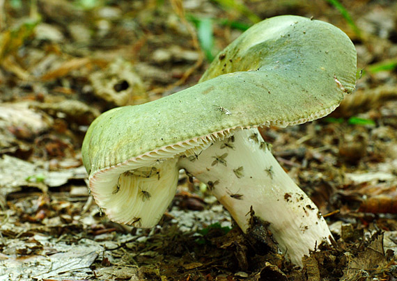 plávka trávovozelená Russula aeruginea Lindbl. ex Fr.