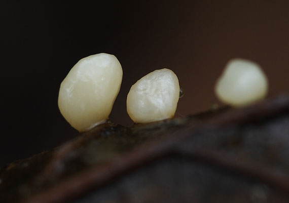 pálkovka Typhula phaccorhiza