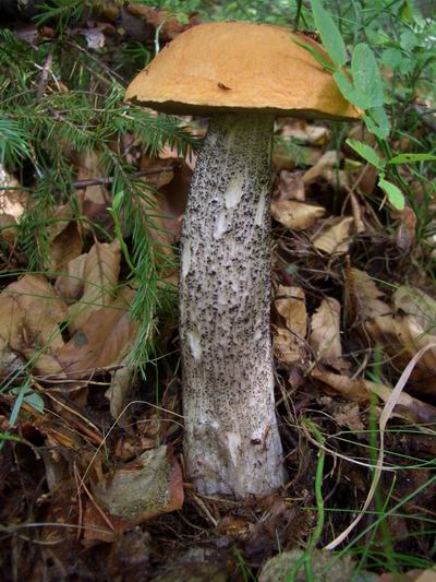 kozák Leccinum sp.