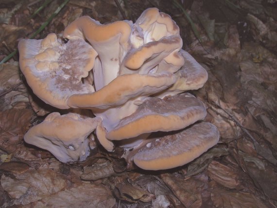 vejárovec obrovský Meripilus giganteus (Pers.) P. Karst.