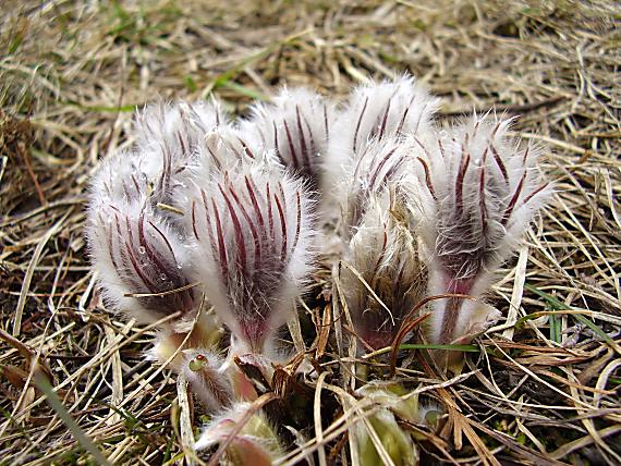 poniklec Pulsatilla sp.