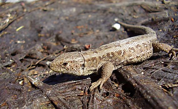 jasterica obyčajná Lacerta agilis