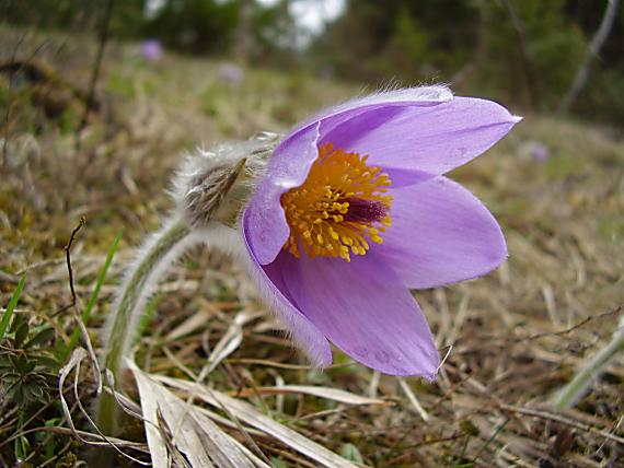 poniklec Pulsatilla sp.