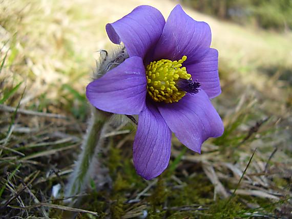 poniklec Pulsatilla sp.