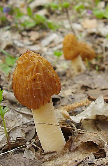 smrčkovec český Verpa bohemica (Krombh.) J. Schröt.