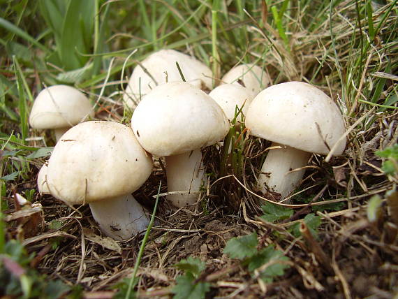 čírovnica májová Calocybe gambosa (Fr.) Donk