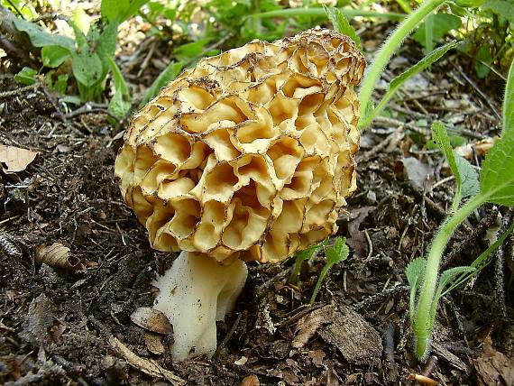 smrčok jedlý Morchella esculenta (L.) Pers.