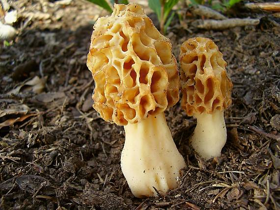 smrčok jedlý Morchella esculenta (L.) Pers.