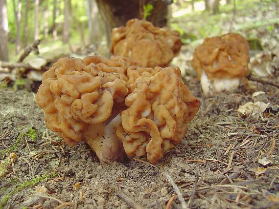 ušiak obrovský Gyromitra gigas (Krombh.) Cooke