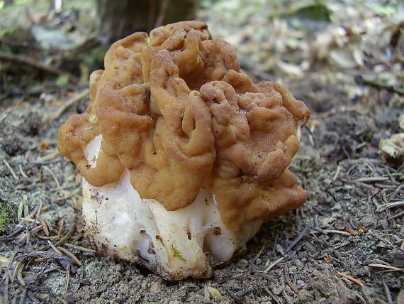 ušiak obrovský Gyromitra gigas (Krombh.) Cooke