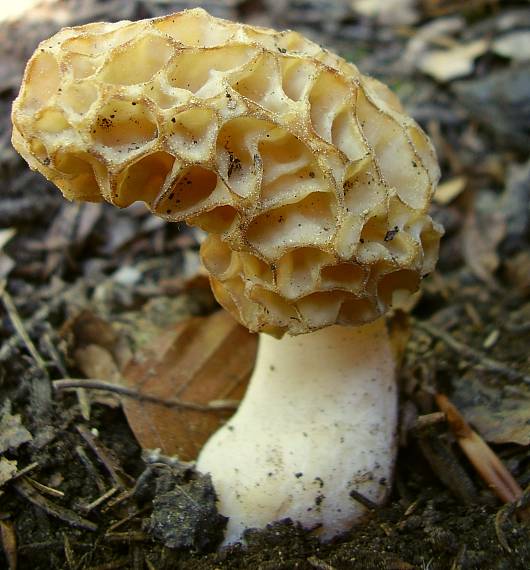 smrčok jedlý Morchella esculenta (L.) Pers.