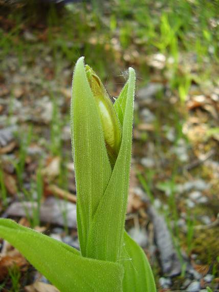 črievičník papučka Cypripedium calceolus L.