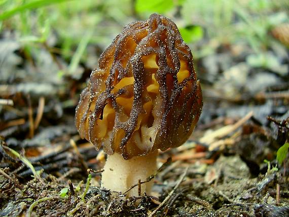 smrčok vysoký Morchella elata Fr.