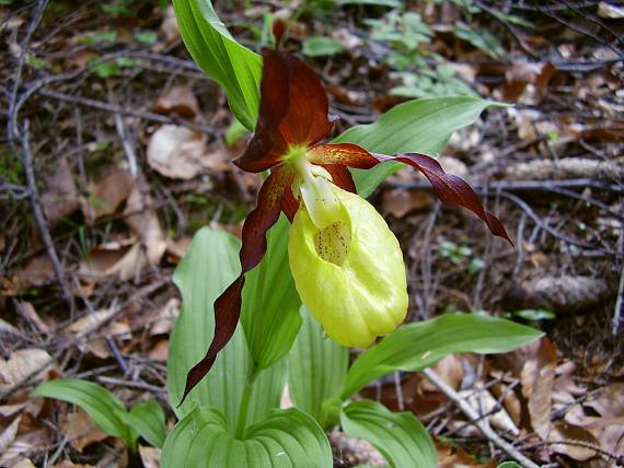 črievičník papučka Cypripedium calceolus L.