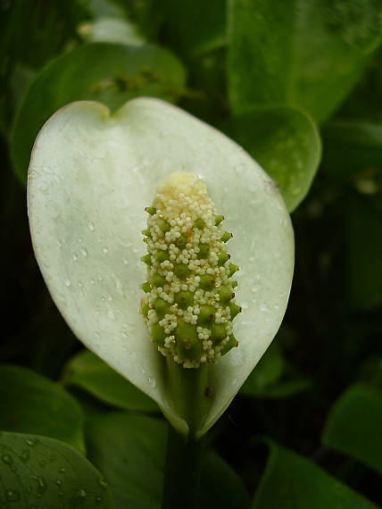diablik močiarny Calla palustris L.