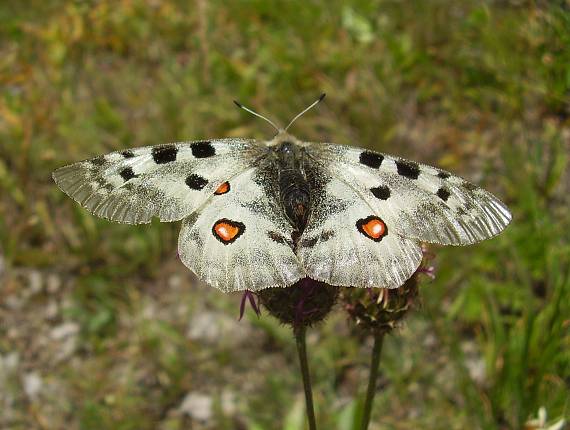 jasoň červenooký Parnassius apollo