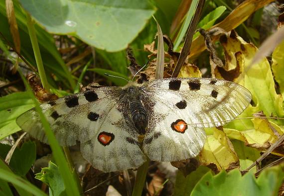 jasoň červenooký Parnassius apollo