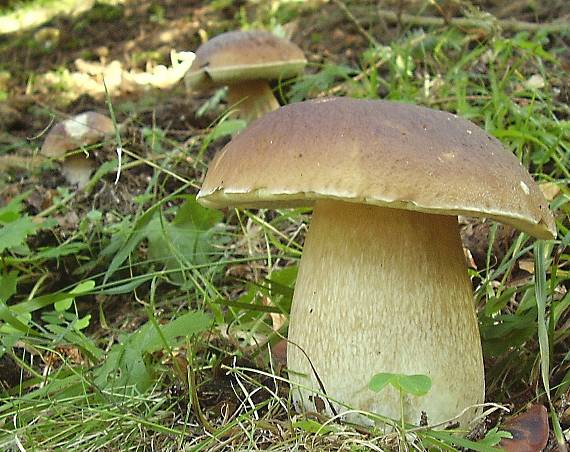 hríb smrekový Boletus edulis Bull.