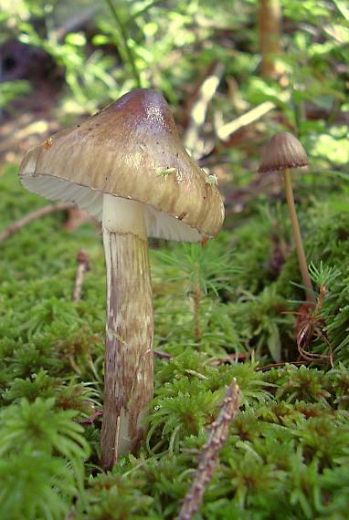 šťavnačka olivovohnedá Hygrophorus olivaceoalbus (Fr.) Fr.