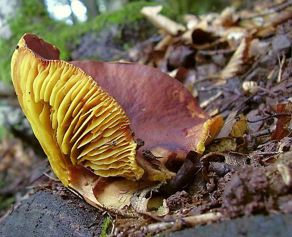 lupeňopórovec červenožltý Phylloporus rhodoxanthus (Schwein.) Bres.