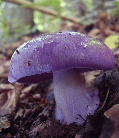 pavučinovec Cortinarius sp.