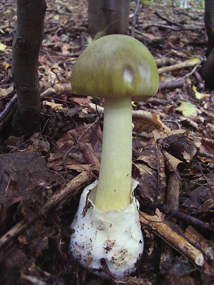 muchotrávka zelená Amanita phalloides (Vaill. ex Fr.) Link