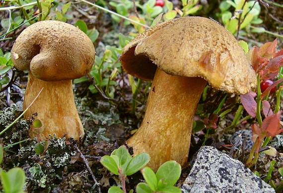 masliak strakatý (najpravdepodobnejšie) Suillus variegatus (Sw.) Kuntze