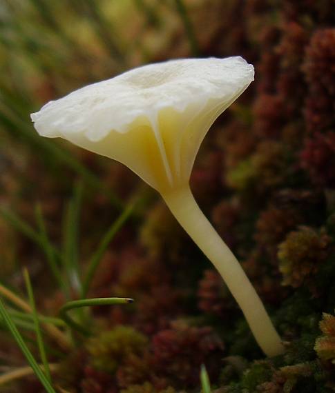 kalichovka Chrysomphalina sp.