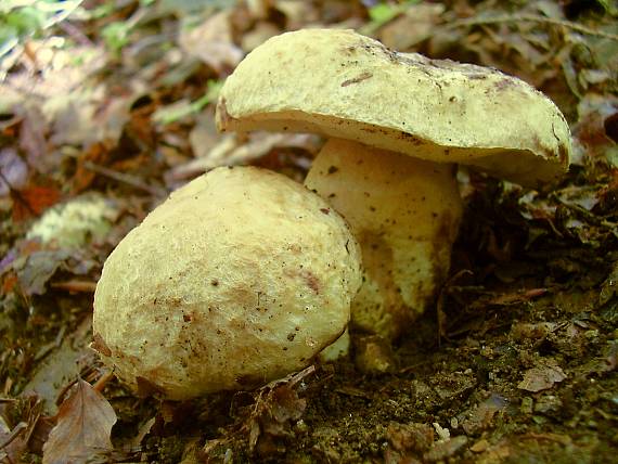 hríbnik modrejúci Gyroporus cyanescens (Bull.) Quél.