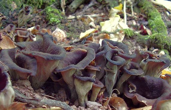 lievik trúbkovitý Craterellus cornucopioides (L.) Pers.