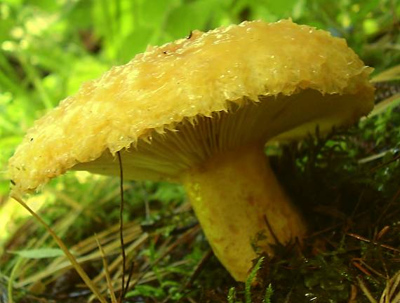 rýdzik Lactarius sp.