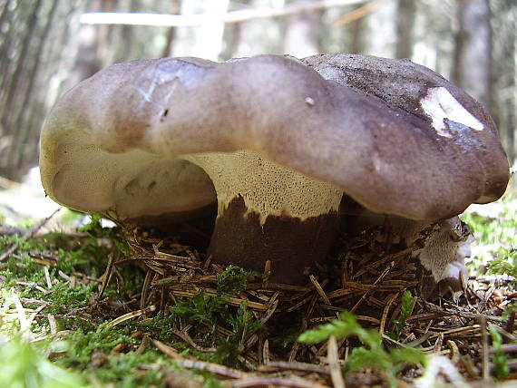 hrboľnačka černastá Boletopsis leucomelaena (Pers.) Fayod