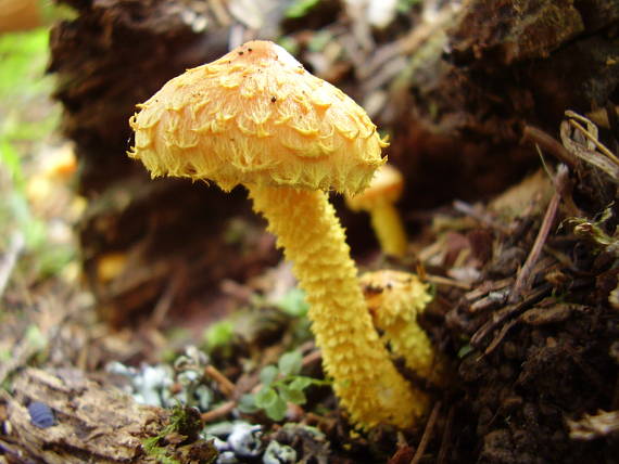 šupinovka ohnivá Pholiota flammans (Batsch) P. Kumm.