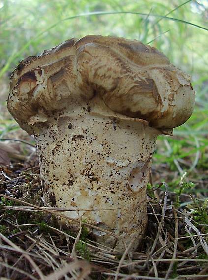 náramkovka cisárska Catathelasma imperiale (P. Karst.) Singer