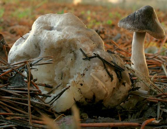 čírovka zemná (najpravdepodobnejšie) Tricholoma terreum (Schaeff.) P. Kumm.