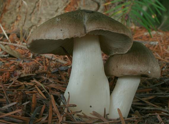 čírovka zemná Tricholoma terreum (Schaeff.) P. Kumm.