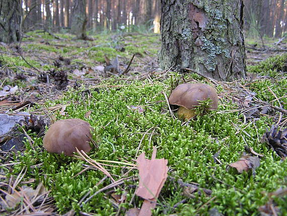 suchohríby Imleria badia (Fr.) Vizzini