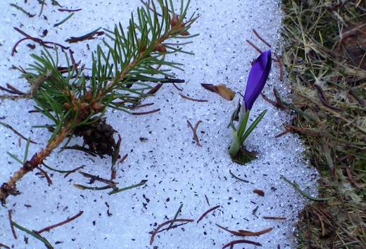 šafrán Crocus sp.