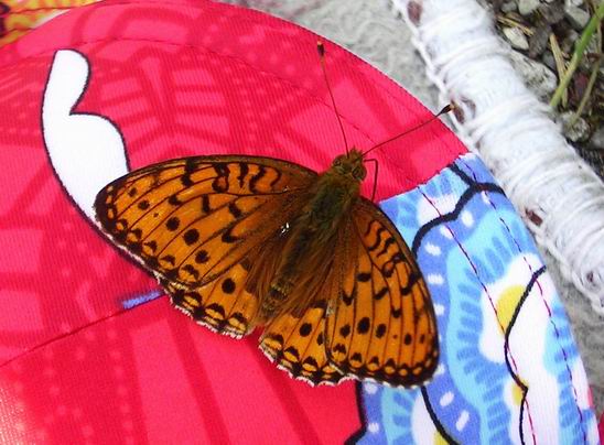 perlovec veľký Argynnis aglaja