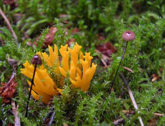 parôžkovec lepkavý Calocera viscosa (Pers.) Fr.