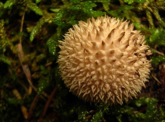 prášnica pichliačová Lycoperdon echinatum Pers.