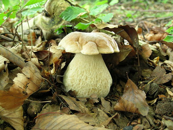 hríb dubový Boletus reticulatus Schaeff.