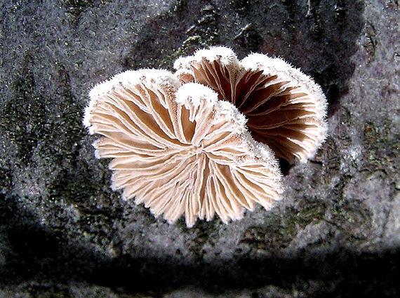 klanolupeňovka obyčajná Schizophyllum commune Fr.