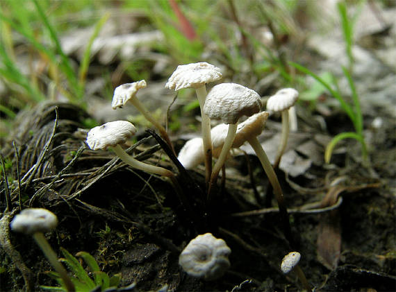 taničnica listová Marasmius epiphyllus alebo bulliardii