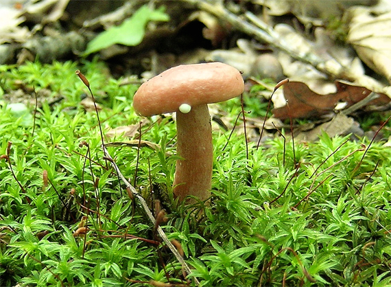 rýdzik Lactarius sp.