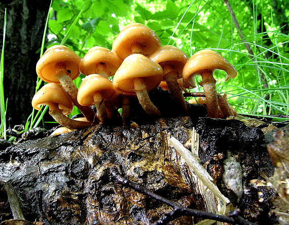 šupinačka menlivá Kuehneromyces mutabilis (Schaeff.) Singer & A.H. Sm.