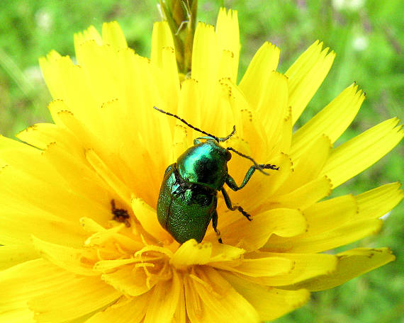 krytohlav hodvábny Cryptocephalus sericeus